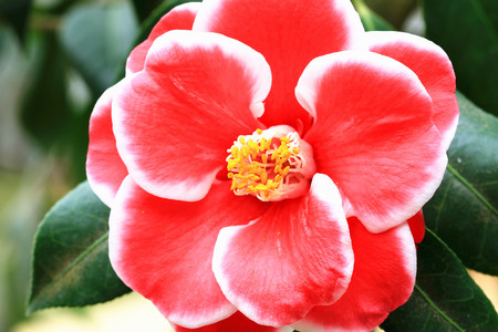 Camellia flower,closeup of red with white camellia flower in full bloomの写真素材