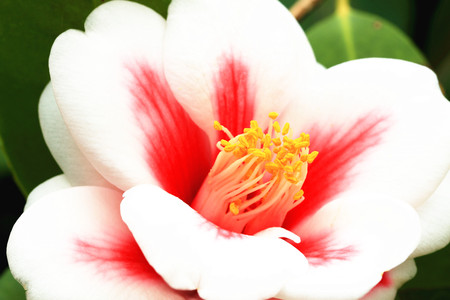Camellia flower,closeup of white with red camellia flower in full bloom in the gardenの写真素材