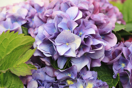 Hydrangea flowers,Laurustinus,many beautiful purple flowers blooming in the garden,closeup