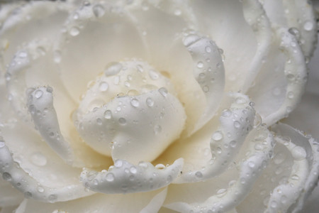 Camellia flower and raindrop,closeup of white camellia flower in full bloom with raindropの写真素材