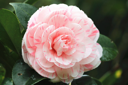 Camellia flower and raindrop,closeup of pink camellia flower in full bloom with raindropの写真素材
