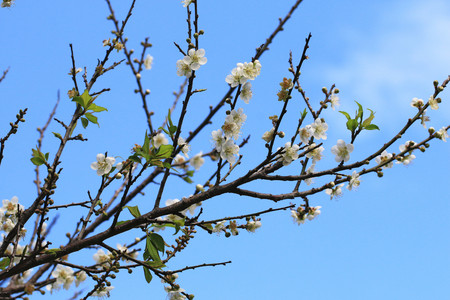 Plum flowers,Flowering plum,many beautiful white plum flowers blooming in the gardenの写真素材