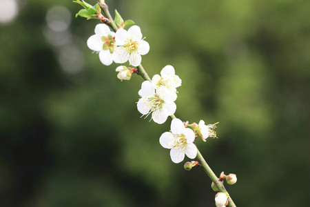 Plum flowers,Flowering plum,many beautiful white plum flowers blooming in the gardenの写真素材