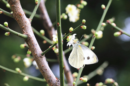 Plum flower and butterfly,a beautiful butterfly on the blooming white plum flower in the garden,Flowering plumの写真素材