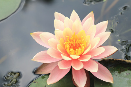Water Lily flower,pink with orange water lily flower in full bloom in the pond