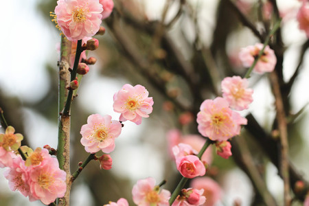 Plum flowers and buds,beautiful pink plum flowers blooming in the garden,,Flowering plumの写真素材