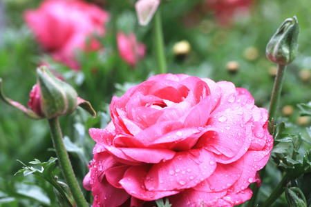 Red rose and raindrop,beautiful red rose in full bloom with raindrop in the garden