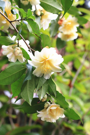 Camellia flowers and buds,yellow camellia flowers blooming in the garden with budsの写真素材