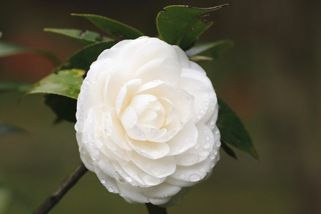 Camellia flower and raindrop,closeup of white camellia flower in full bloom with raindrop in the gardenの写真素材