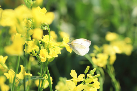 Rape flowers and butterfly,many beautiful yellow flowers blooming in the countryside with a butterflyの写真素材