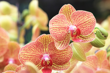 Phalaenopsis,Moth Orchid flowers,beautiful red with yellow flowers in full bloom in the garden in springの写真素材