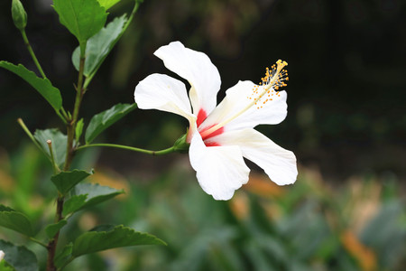 Chinese Hibiscus,China Rose,beautiful white with red flower in full bloom in the garden in springの写真素材