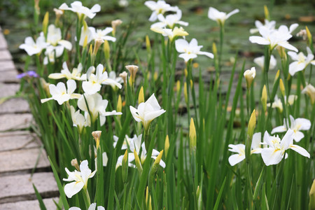 Ginger lily,many beautiful white with yellow flowers blooming in the pond in spring,butterfly...