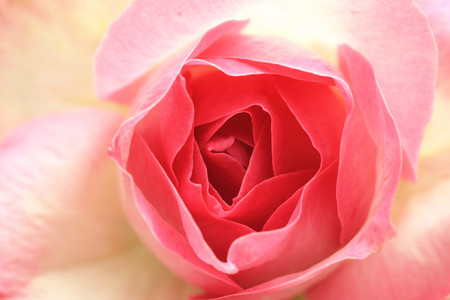Pink with yellow rose,a beautiful rose in full bloom in the garden in spring,closeup