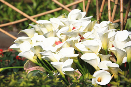 Calla lily,many beautiful white flowers blooming in the garden in spring,arum lily,gold callaの写真素材