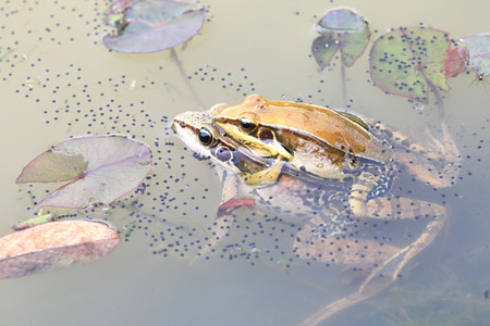 Taipei grass frogs mating,two frogs mating in the pond with frog eggs in spring,closeup,Striped slender frogsの写真素材