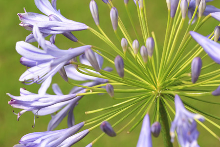 Lily of the NileAfrican Lilycloseup of beautiful purple flowers and buds growing in the garden in summer with green backgroundの写真素材