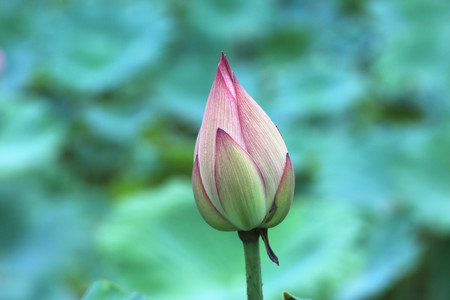 Lotus flower budbeautiful purple with yellow flower bud growing in the pond in summerの写真素材