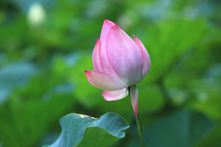 Lotus flower budbeautiful pink flower bud growing in the pond in summerの写真素材