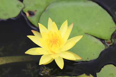 Water Lily and green leaves, beautiful yellow flower blooming in the pond in summerの写真素材