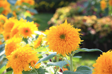 Sunflowers, beautiful orange sunflowers blooming in the garden, closeupの写真素材