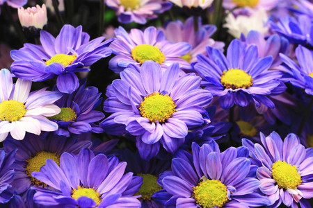 Chrysanthemum flowers, beautiful purple with blue flowers blooming in the garden in autumn, closeupの写真素材
