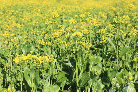 Yellow oilseed rape field, many beautiful yellow rape flowers blooming in the countryside in spring