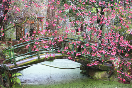 Red cherry blossoms over the pond, many beautiful red flowers blooming in the park with bridge and pavilionの写真素材