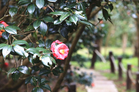 Red Camellia flowers, beautiful red flowers and buds blooming in the park in springの写真素材
