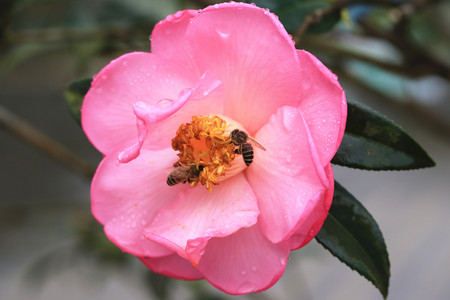 Pink Camellia flower closeup, beautiful pink flower with two bees blooming in the garden in spring