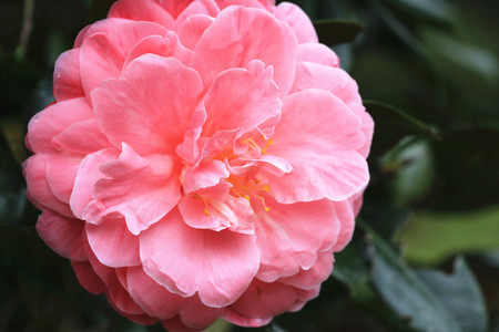 Pink Camellia flower closeup, beautiful pink flower blooming in the garden with raindrop in springの写真素材