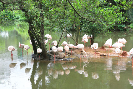 Greater flamingo (Phoenicopterus roseus), a flock of greater flamingos on the lake in summerの写真素材