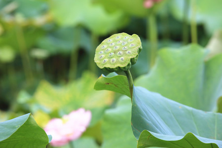 Lotus seedpod and leaves, lotus seedpod growing in the pond in summer, lotus seed, lotus fruitの写真素材