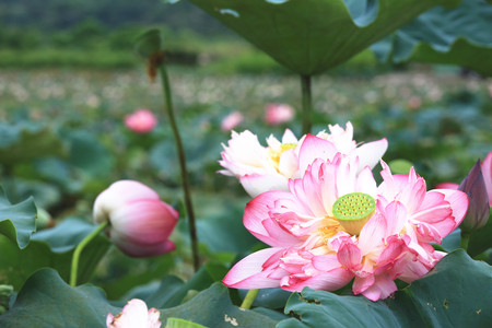 Peony Lotus flowers and buds, beautiful pink with purple lotus flowers blooming in the pond in summerの写真素材