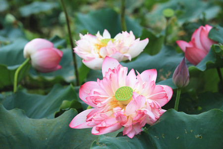 Peony Lotus flowers and buds, beautiful pink with purple lotus flowers blooming in the pond in summer, closeupの写真素材
