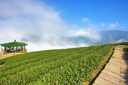 Beautiful landscape of tea plantation with arbor and trail in a sunny dayの写真素材
