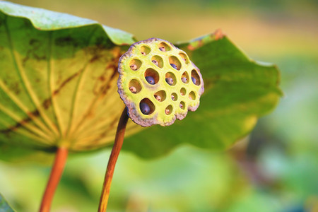 Lotus seedpod with seeds growing on the pond in summer, closeupの写真素材