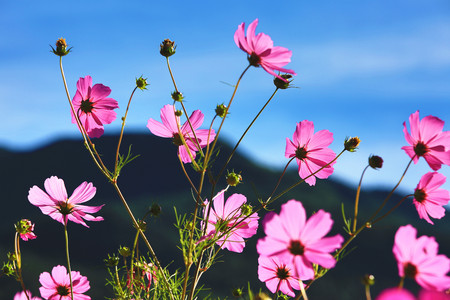Beautiful scenery of cosmos flowers and buds with blue sky background, closeupの写真素材