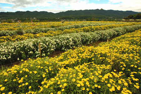 Florist's daisy, Chrysanthemum flowers, many beautiful yellow and white flowers blooming in the field in autumnの写真素材