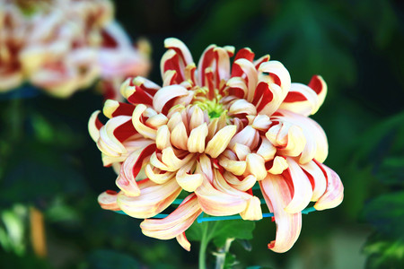 Chrysanthemum flowers closeup, beautiful yellow with red flowers blooming in the garden in autumnの写真素材