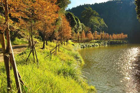 Dawn Redwood, metasequoia, beautiful autumn landscape with dawn redwood trees by the riverの写真素材