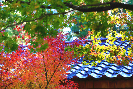 Beautiful autumn scenery of colorful maple leaves, many red and yellow leaves growing on the trees in autumnの写真素材