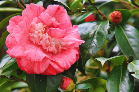 Pink with red camellia flower closeup, beautiful pink flower and buds blooming in the gardenの写真素材