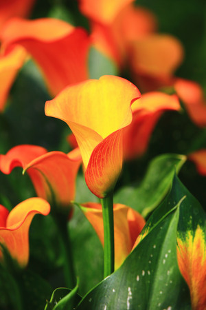 Calla lily field closeup,beautiful yellow with red flowers of calla lily blooming in the garden in spring,Arum lily,Gold callaの写真素材
