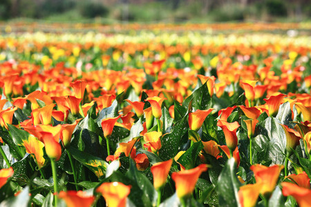 Calla lily field closeup,beautiful yellow with red flowers of calla lily blooming in the garden in spring,Arum lily,Gold callaの写真素材