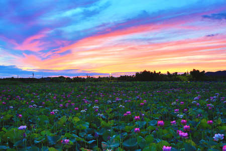 Beautiful dawn landscape with peony lotus flowers blooming in the pondの写真素材