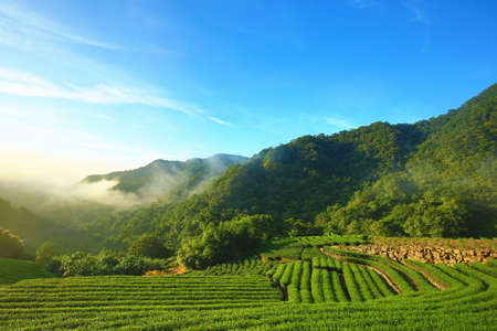 The landscape of tea plantation and green forest with fog in the valleyの写真素材