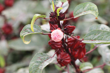 fresh red Roselle fruits or Jamaica sorrel (Hibiscus sabdariffa) with leaves growing in the garden