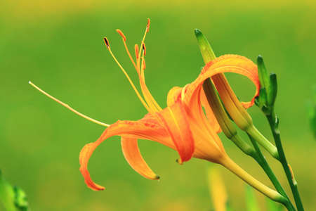 close-up of Daylily(Hemerocallis fulva,Orange Daylily) flower and buds,view of blooming orange daylily flowers with green backgroundの写真素材