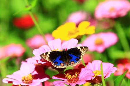 Blue Pansy (Junonia orithya) butterfly and blooming Zinnia(Youth-and-old-age) flowers, a beautiful...